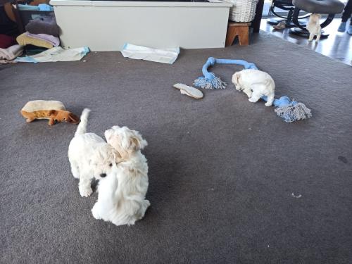 2022-11-01-Noah-Puppies-009 1