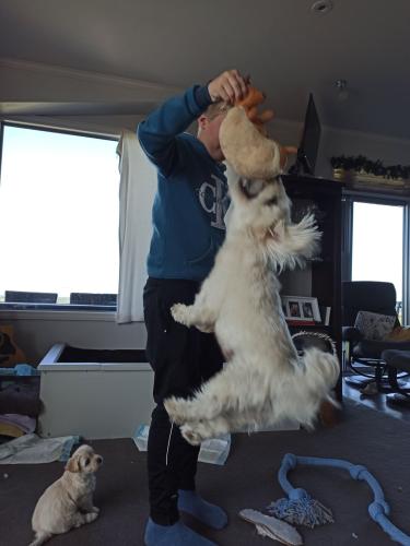 2022-11-01-Noah-Puppies-015 1