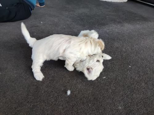 2022-11-01-Noah-Puppies-019 1