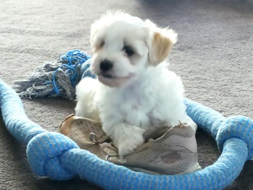 2022-11-01-Noah-Puppies-022 1