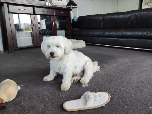 2022-11-01-Noah-Puppies-025 1