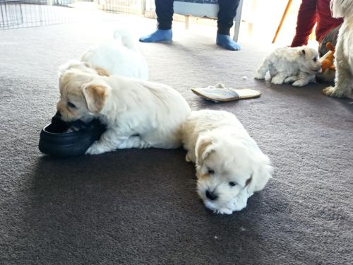 2022-11-01-Noah-Puppies-029 1