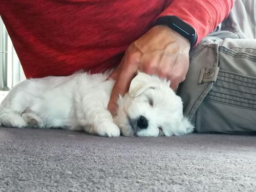 2022-11-01-Noah-Puppies-034 1