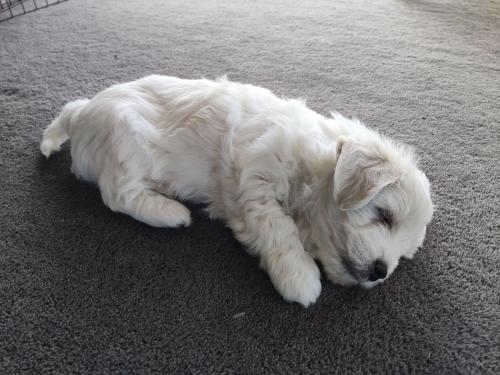 2022-11-01-Noah-Puppies-035 1