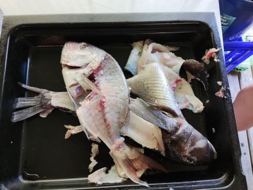 2022-12-02-Noah-school-camp-119 1