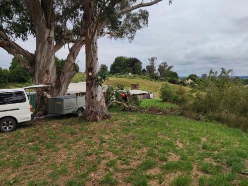 2022-12-18-cutting-trees-05 1