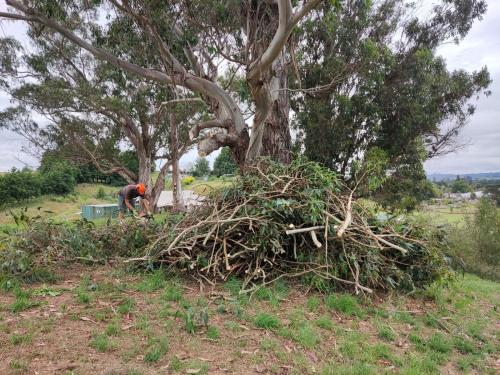 2022-12-18-cutting-trees-07 1