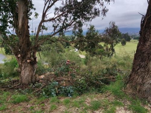 2022-12-18-cutting-trees-08 1