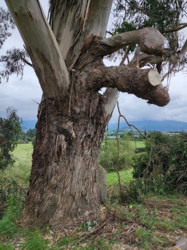 2022-12-18-cutting-trees-09 1