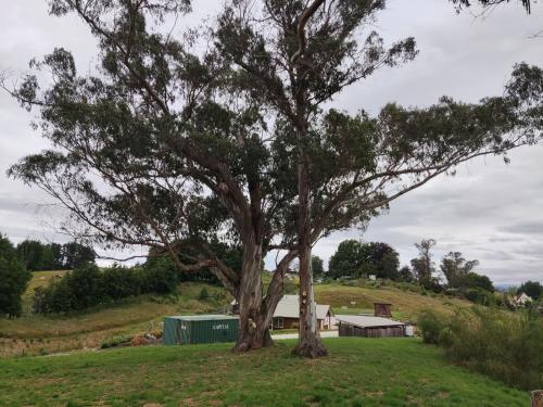 2022-12-18-cutting-trees-10 1