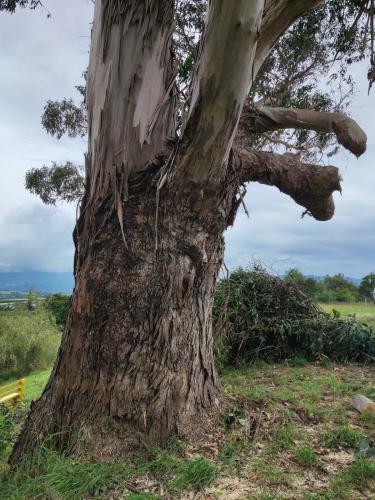 2022-12-18-cutting-trees-12 1