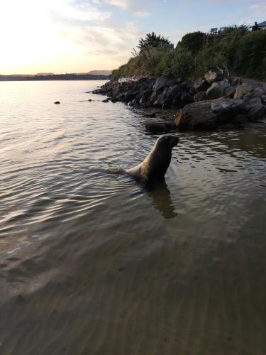 2023-01-13-Catlins-104 1