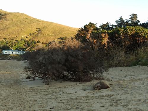 2023-01-16-Catlins-09 1